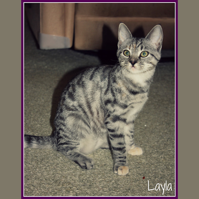Photo of Layla