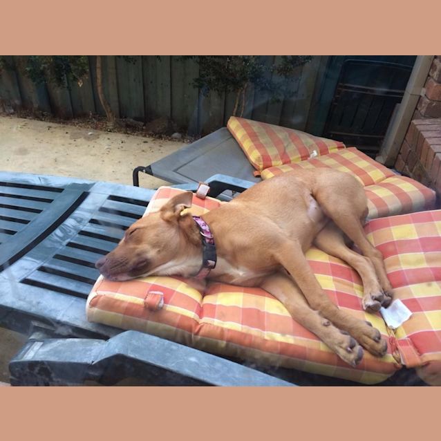 Photo of Rubi  Needs A Dog Companion 