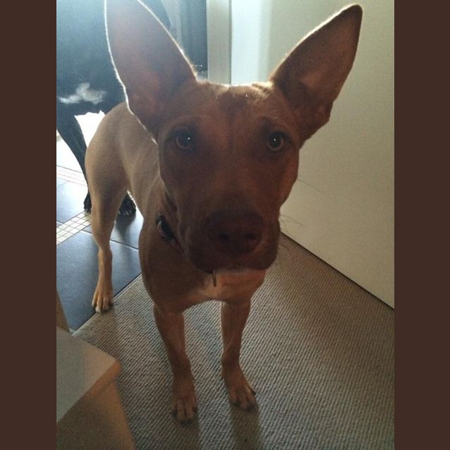 Photo of Rubi  Needs A Dog Companion 