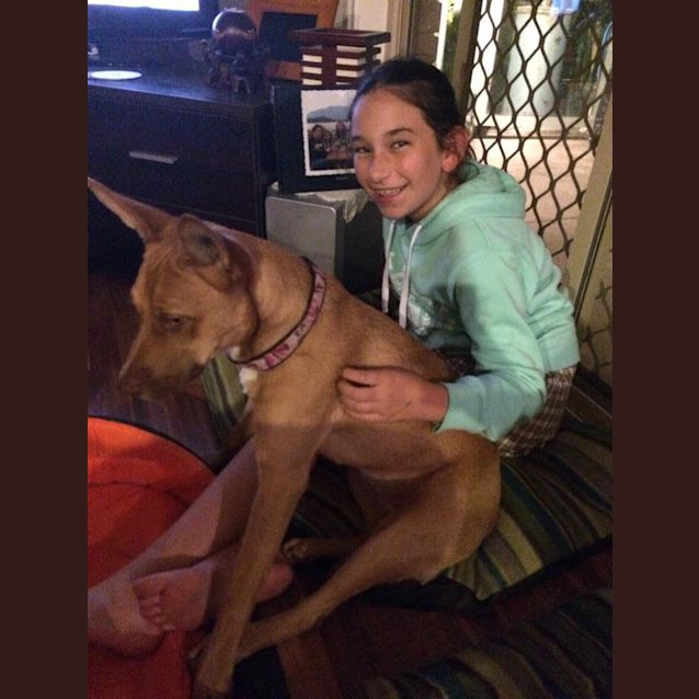 Photo of Rubi  Needs A Dog Companion 