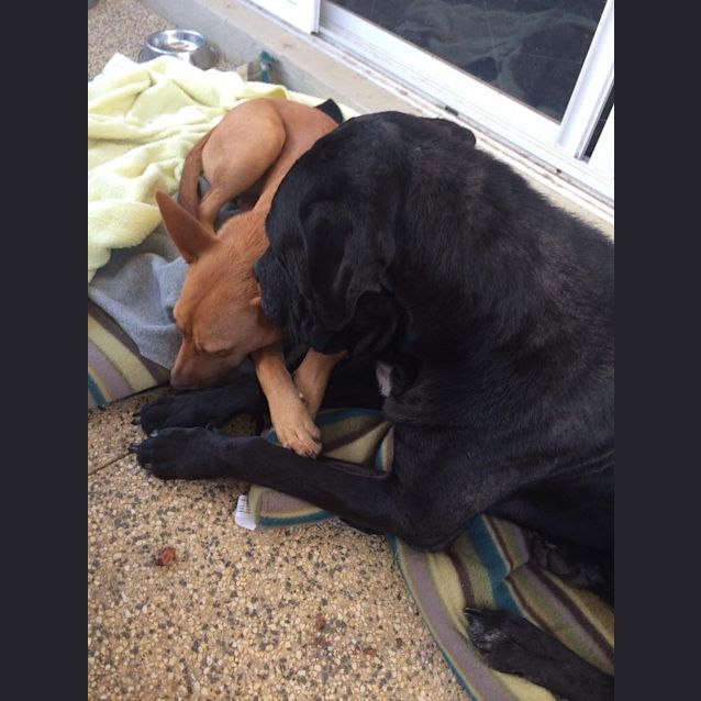 Photo of Rubi  Needs A Dog Companion 