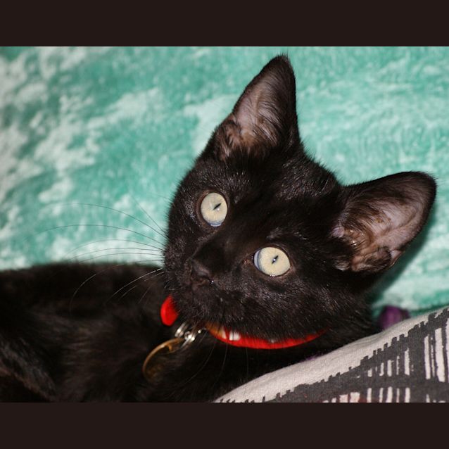 Photo of Pepper