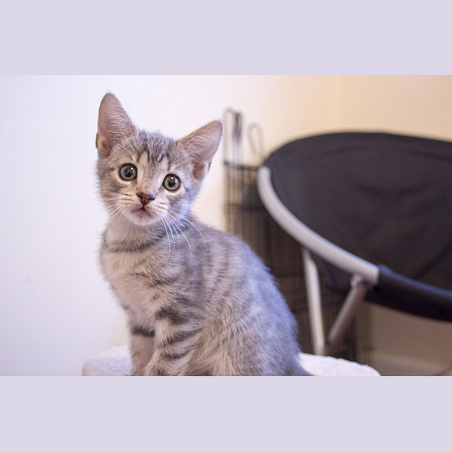 Photo of Grey Girl