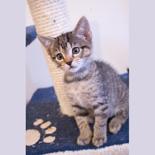 Photo of Tabby Girl 2