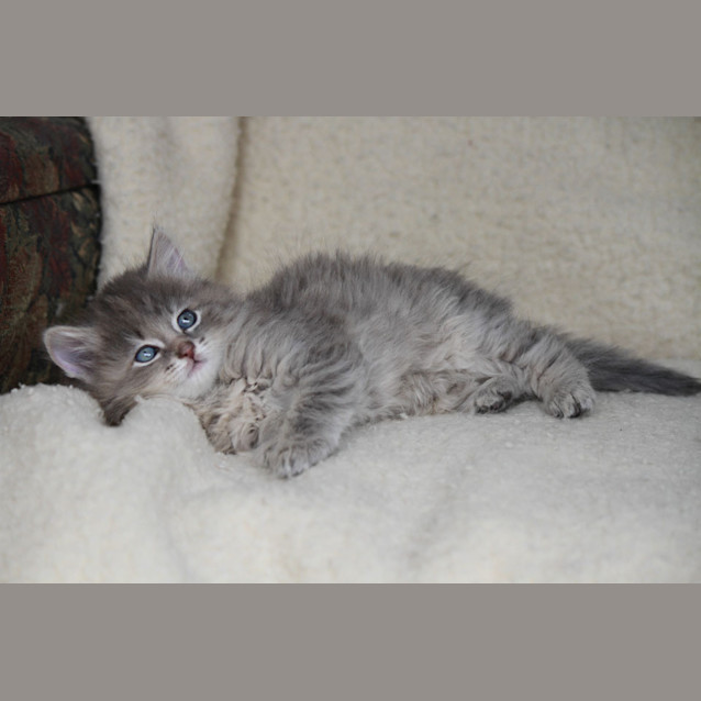 Photo of Noni (C608)