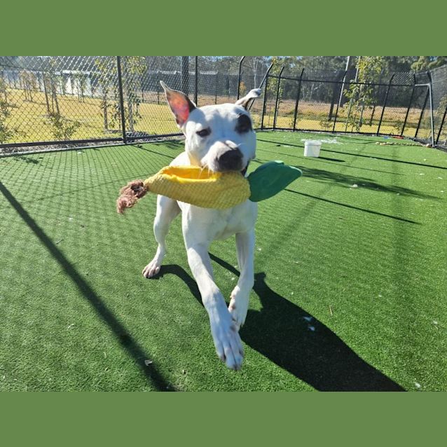 Photo of Junior Imp 200