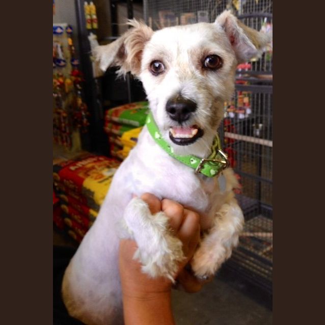 Photo of Gizmo (Squawks Pet Store)