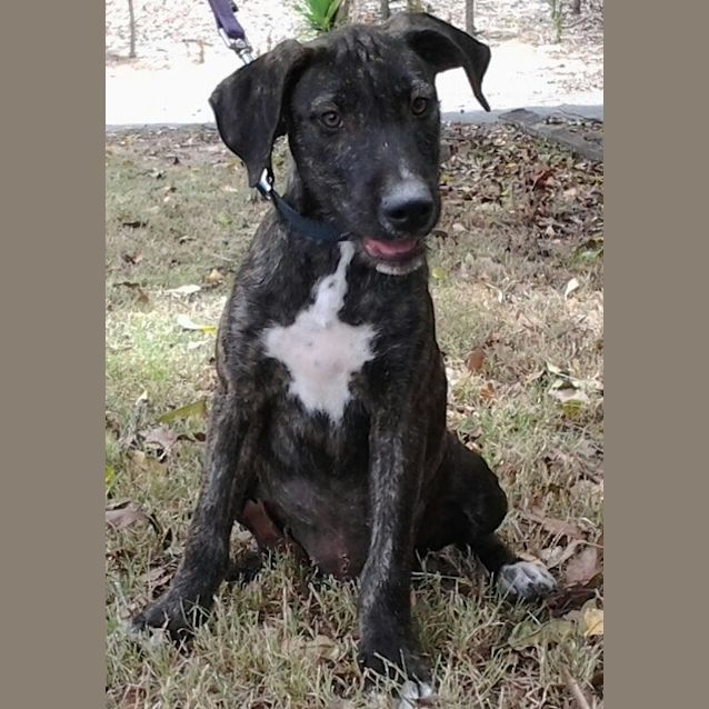 Photo of 091 3121 Trixie