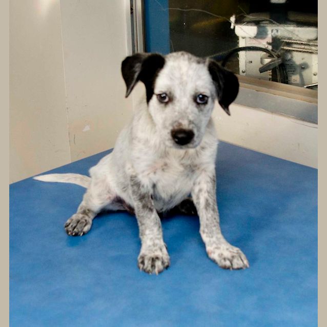 Photo of Dakota