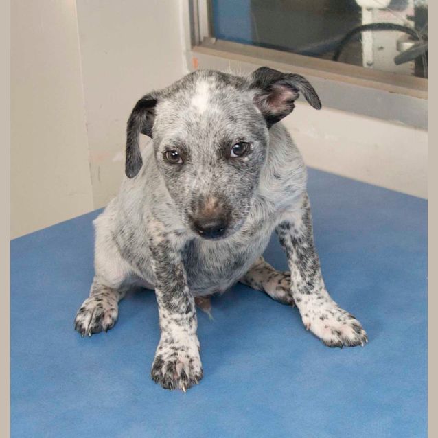 Photo of Smokie