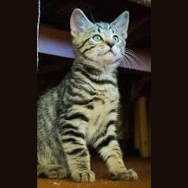 Photo of Freddie (Ec0016)