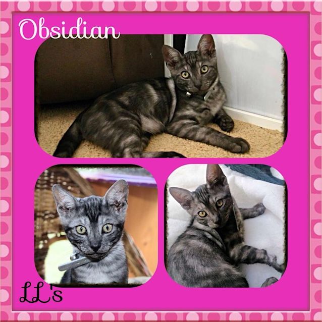 Photo of Obsidian