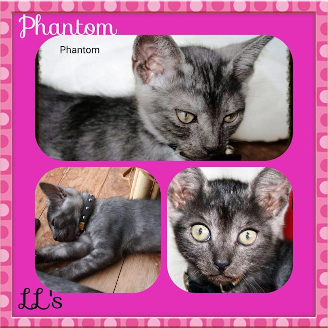 Photo of Phantom