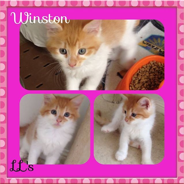 Photo of Winston 
