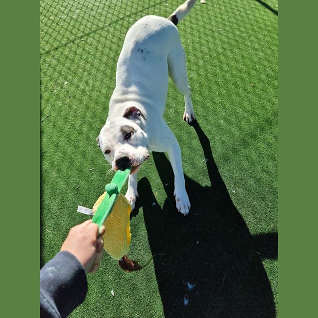 Photo of Junior Imp 200