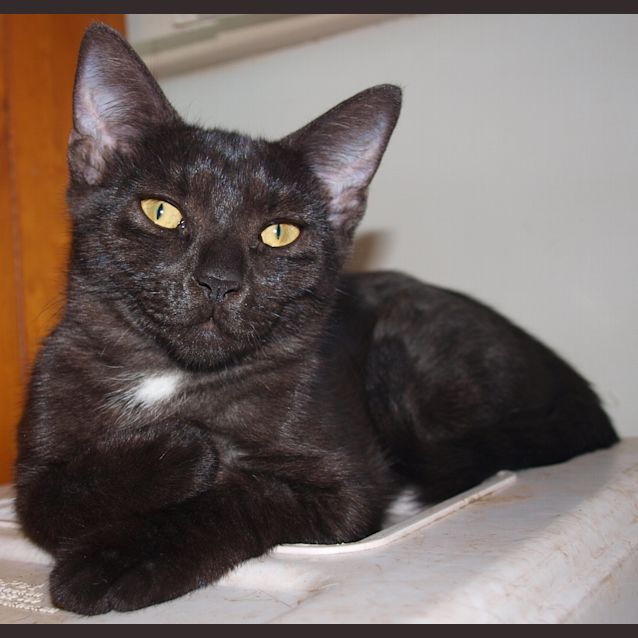 Photo of Darnelle (Kitteh)