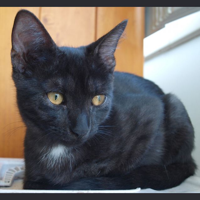 Photo of Darnelle (Kitteh)