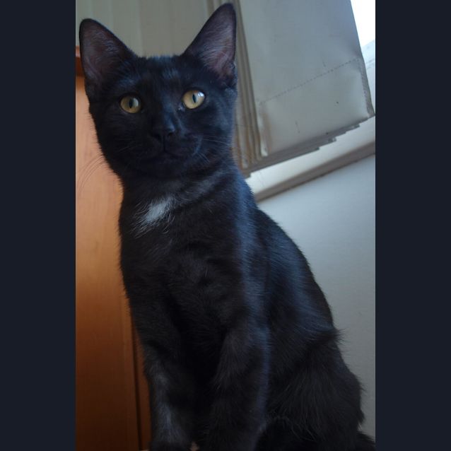 Photo of Darnelle (Kitteh)