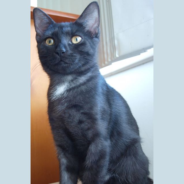 Photo of Darnelle (Kitteh)