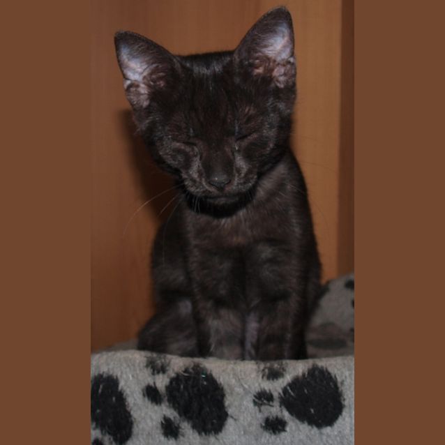 Photo of Darnelle (Kitteh)