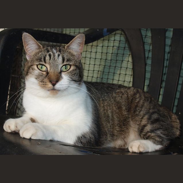 Photo of Suzi Q (Stumpy Tail)