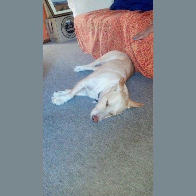 Photo of Cooper