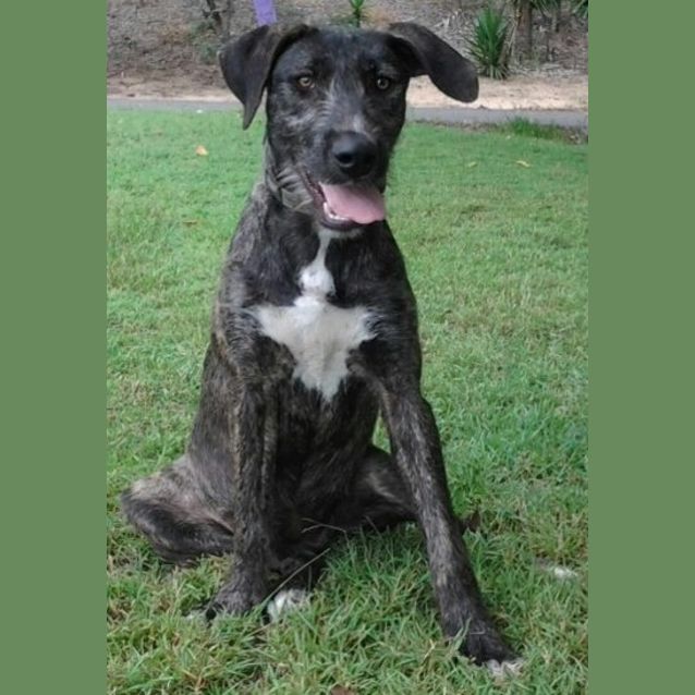 Photo of 091 3121 Trixie