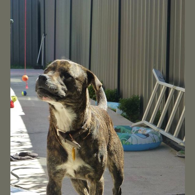 Photo of Charlie *Great With Kids And Dogs*