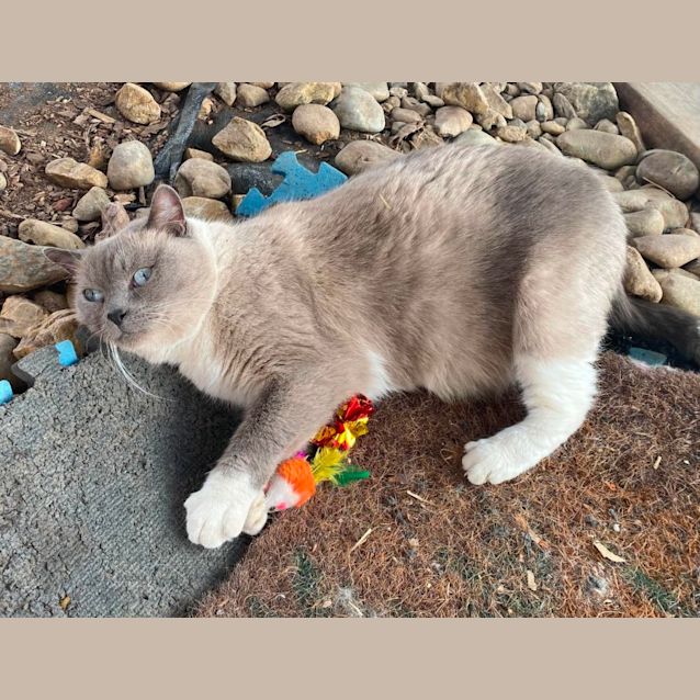 Photo of Sheba