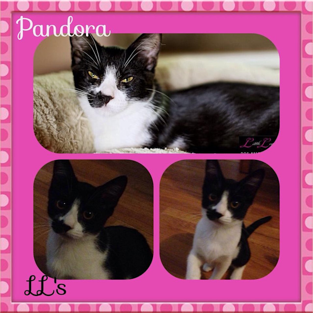 Photo of Pandora