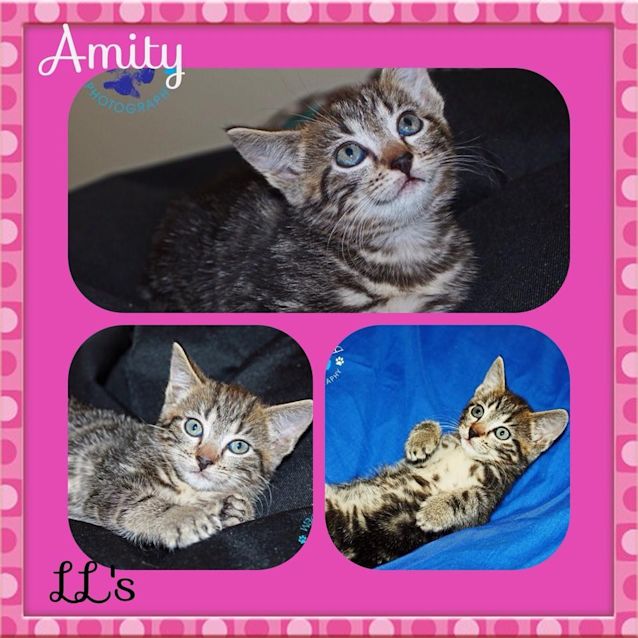 Photo of Amity
