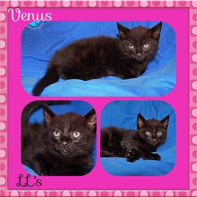 Photo of Venus