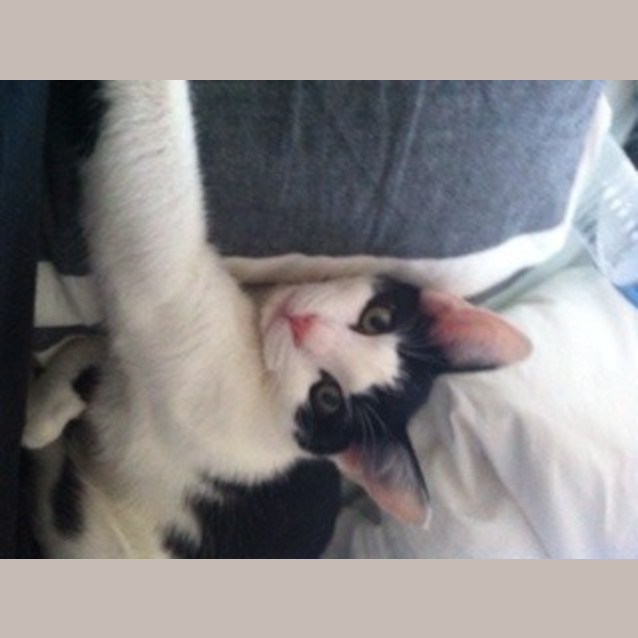 Photo of Sampson