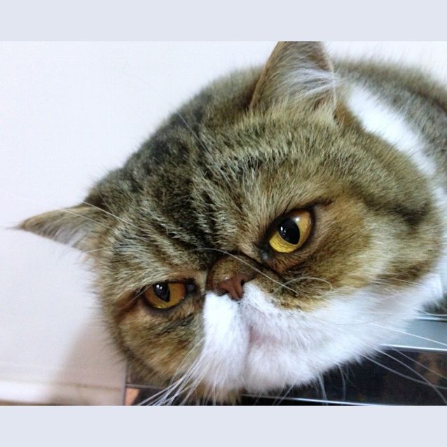 Photo of Thor & Helio