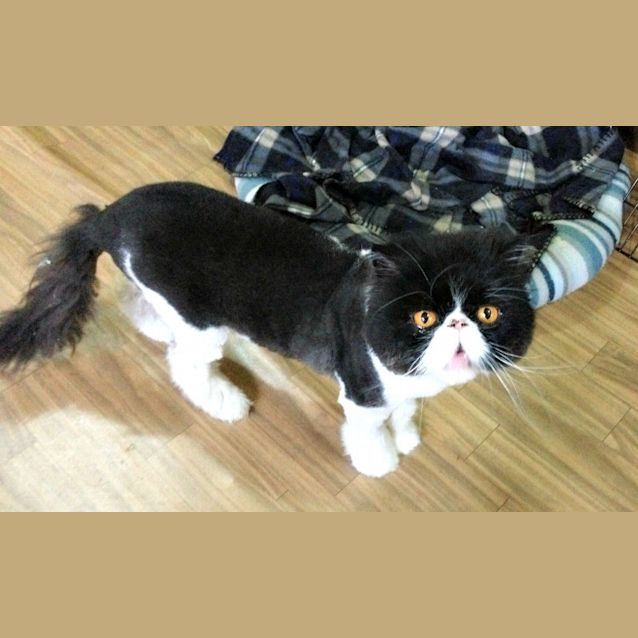 Photo of Thor & Helio