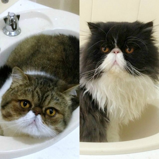 Photo of Thor & Helio