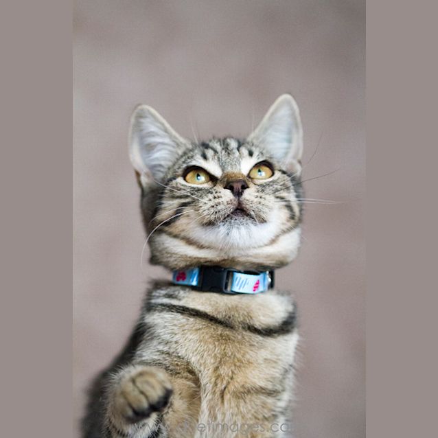 Photo of Felicity