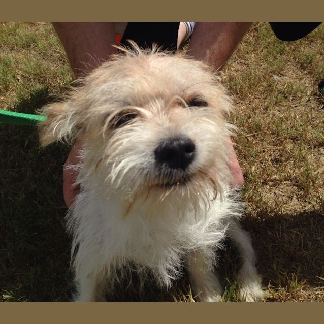 Photo of Scruffy