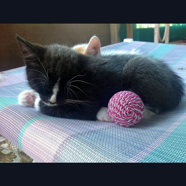 Photo of Stella