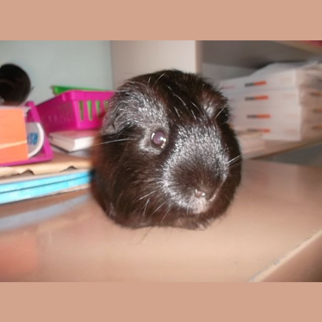 Photo of Lavender