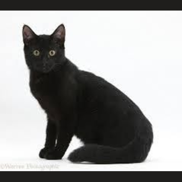 Photo of Sooty