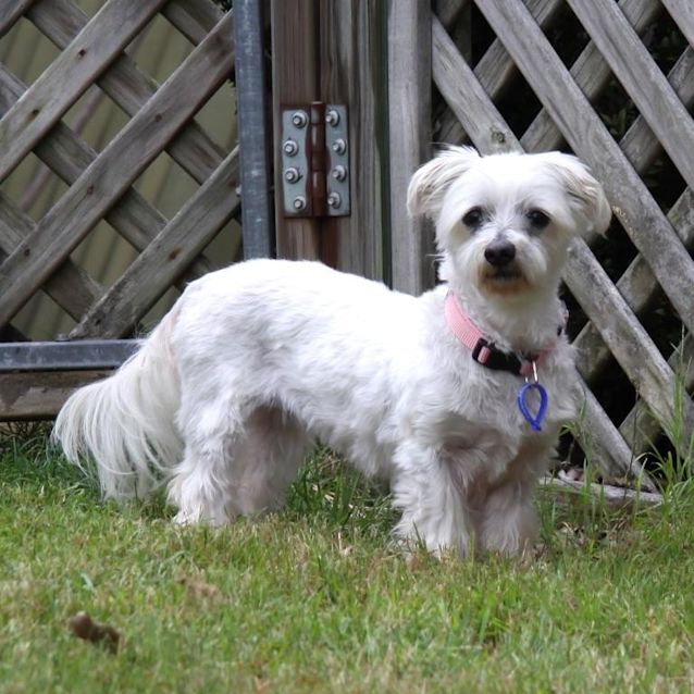 Photo of Milo And Muffy ~ Sweetest Pair ~