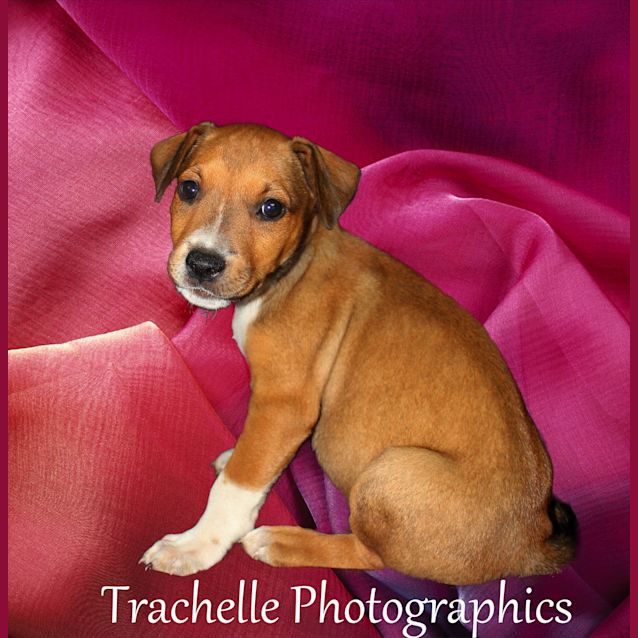 Photo of Nala
