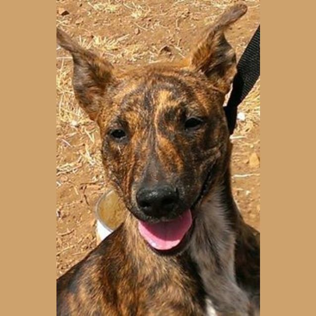 Photo of Logan (Adoption Pending)