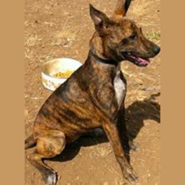 Photo of Logan (Adoption Pending)