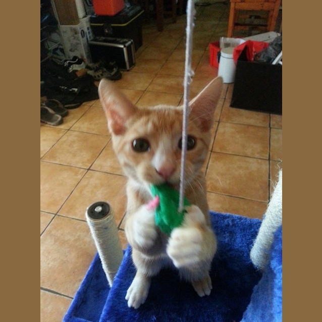 Photo of Gizmo