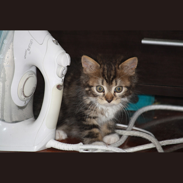 Photo of Timber (Pre Adoption)