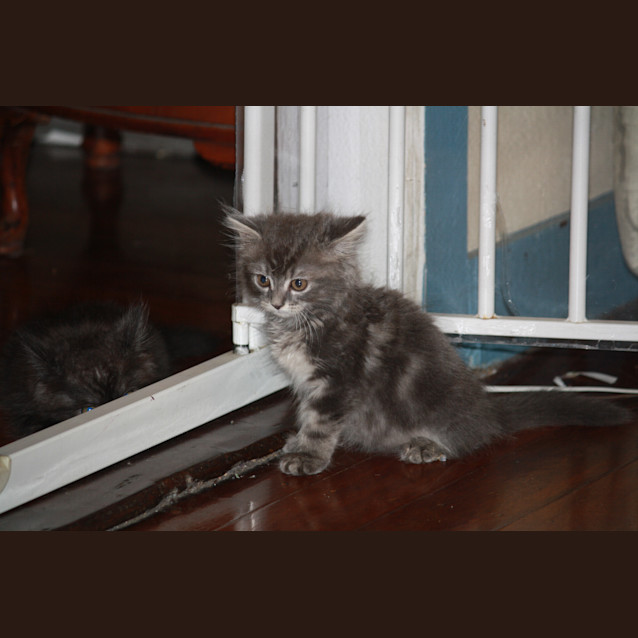 Photo of Wolfie (Pre Adoption)