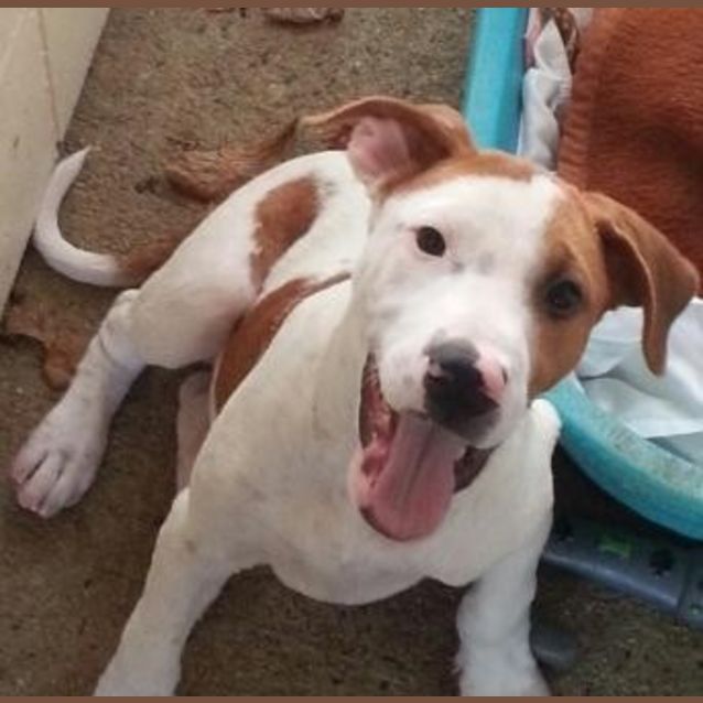 Photo of Romeo