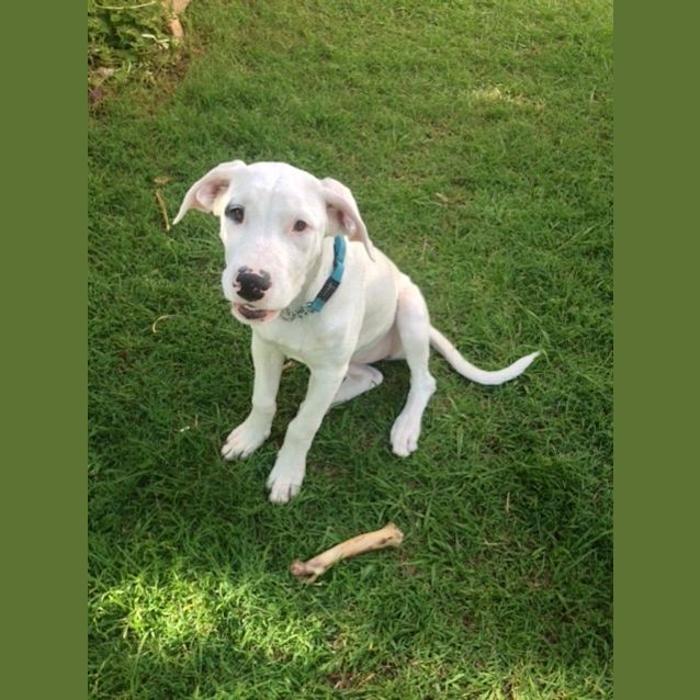 Photo of Patches